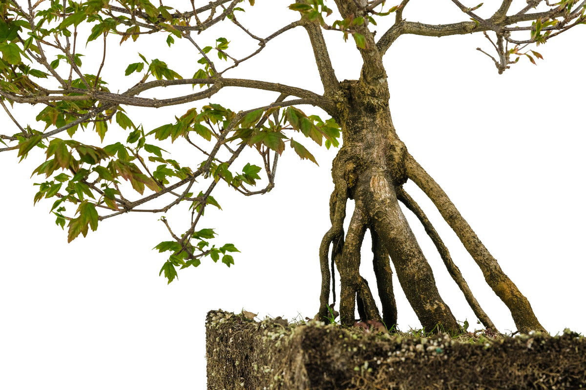 Bonsai Special | Trident Maple (F7) – The Jonsteen Company