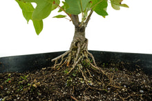 Load image into Gallery viewer, Bonsai Special | Tulip Poplar (B6)