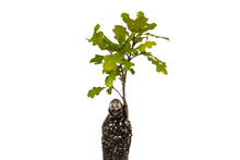 Load image into Gallery viewer, Valley Oak | Medium Tree Seedling | The Jonsteen Company