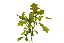 Load image into Gallery viewer, Valley Oak | Medium Tree Seedling | The Jonsteen Company