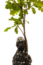 Load image into Gallery viewer, Valley Oak | Medium Tree Seedling | The Jonsteen Company