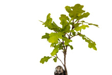 Load image into Gallery viewer, Valley Oak | Lot of 30 Tree Seedlings | The Jonsteen Company