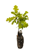 Load image into Gallery viewer, Valley Oak | Medium Tree Seedling | The Jonsteen Company