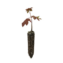 Load image into Gallery viewer, Vine Maple | Small Tree Seedling | The Jonsteen Company