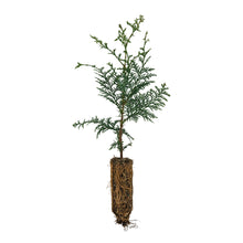 Load image into Gallery viewer, Western Red Cedar | Medium Tree Seedling | The Jonsteen Company