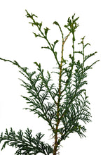 Load image into Gallery viewer, Western Red Cedar | Medium Tree Seedling | The Jonsteen Company
