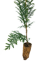 Load image into Gallery viewer, Western Red Cedar | Medium Tree Seedling | The Jonsteen Company