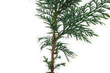 Load image into Gallery viewer, Western Red Cedar | Medium Tree Seedling | The Jonsteen Company