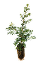 Load image into Gallery viewer, Western Hemlock | Medium Tree Seedling