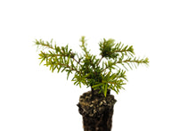 Load image into Gallery viewer, Western Hemlock | Small Tree Seedling | The Jonsteen Company