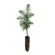 Load image into Gallery viewer, White Fir | Small Tree Seedling | The Jonsteen Company