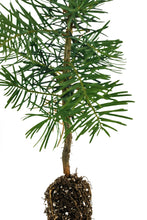 Load image into Gallery viewer, White Fir | Small Tree Seedling | The Jonsteen Company
