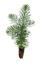 Load image into Gallery viewer, White Fir | Small Tree Seedling | The Jonsteen Company