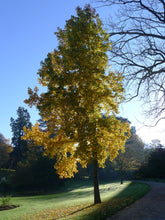 Load image into Gallery viewer, American Sweetgum | Small Tree Seedling | The Jonsteen Company