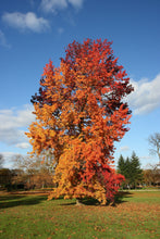 Load image into Gallery viewer, American Sweetgum | Small Tree Seedling | The Jonsteen Company