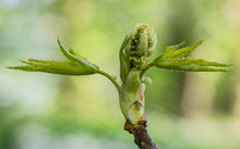 Load image into Gallery viewer, American Sweetgum | Small Tree Seedling | The Jonsteen Company