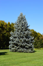 Load image into Gallery viewer, Colorado Blue Spruce | Packaged Live Tree | The Jonsteen Company