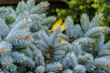 Load image into Gallery viewer, Colorado Blue Spruce | Packaged Live Tree | The Jonsteen Company