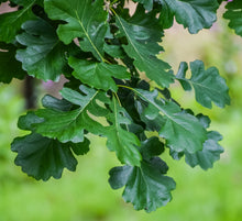 Load image into Gallery viewer, Bur Oak | Lot of 30 Tree Seedlings | The Jonsteen Company