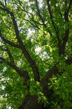 Load image into Gallery viewer, Bur Oak | Lot of 30 Tree Seedlings | The Jonsteen Company