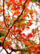 Load image into Gallery viewer, Flame Tree | Medium Tree Seedling