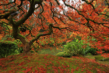 Load image into Gallery viewer, Japanese Maple | Lot of 30 Tree Seedlings | The Jonsteen Company