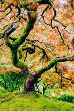 Load image into Gallery viewer, Japanese Maple | Lot of 30 Tree Seedlings | The Jonsteen Company