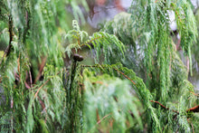 Load image into Gallery viewer, Kashmir Cypress | Small Tree Seedling | The Jonsteen Company