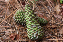 Load image into Gallery viewer, Loblolly Pine | The Jonsteen Company