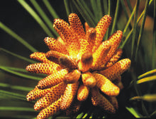 Load image into Gallery viewer, Loblolly Pine | The Jonsteen Company