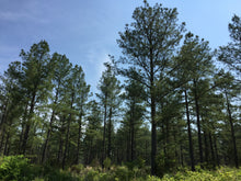 Load image into Gallery viewer, Loblolly Pine | The Jonsteen Company