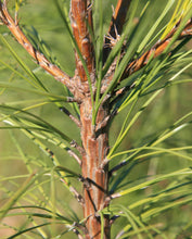 Load image into Gallery viewer, Loblolly Pine | The Jonsteen Company