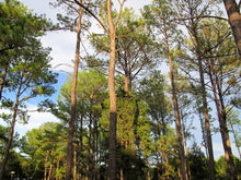Load image into Gallery viewer, Loblolly Pine | The Jonsteen Company