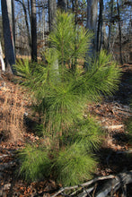 Load image into Gallery viewer, Loblolly Pine | The Jonsteen Company
