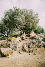 Load image into Gallery viewer, Olive Tree | The Jonsteen Company