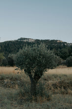 Load image into Gallery viewer, Olive Tree | The Jonsteen Company