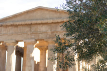 Load image into Gallery viewer, Olive Tree | The Jonsteen Company