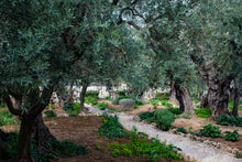 Load image into Gallery viewer, Olive Tree | The Jonsteen Company