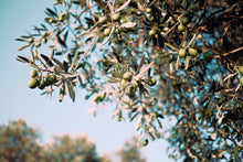 Load image into Gallery viewer, Olive Tree | The Jonsteen Company