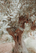 Load image into Gallery viewer, Olive Tree | The Jonsteen Company