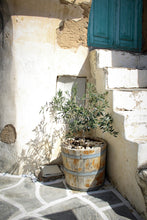 Load image into Gallery viewer, Olive Tree | The Jonsteen Company