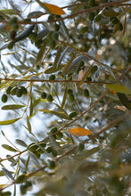Load image into Gallery viewer, Olive Tree | The Jonsteen Company