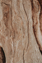 Load image into Gallery viewer, Olive Tree | The Jonsteen Company
