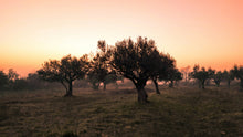 Load image into Gallery viewer, Olive Tree | The Jonsteen Company