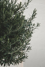 Load image into Gallery viewer, Olive Tree | The Jonsteen Company