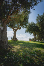 Load image into Gallery viewer, Olive Tree | The Jonsteen Company
