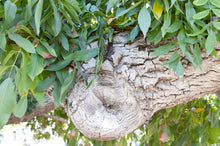 Load image into Gallery viewer, Paradox Walnut | The Jonsteen Company