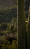 Saguaro Cactus | The Jonsteen Company
