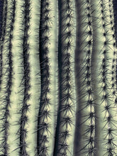 Load image into Gallery viewer, Saguaro Cactus | The Jonsteen Company