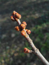 Load image into Gallery viewer, Silver Maple | Lot of 30 Tree Seedlings | The Jonsteen Company